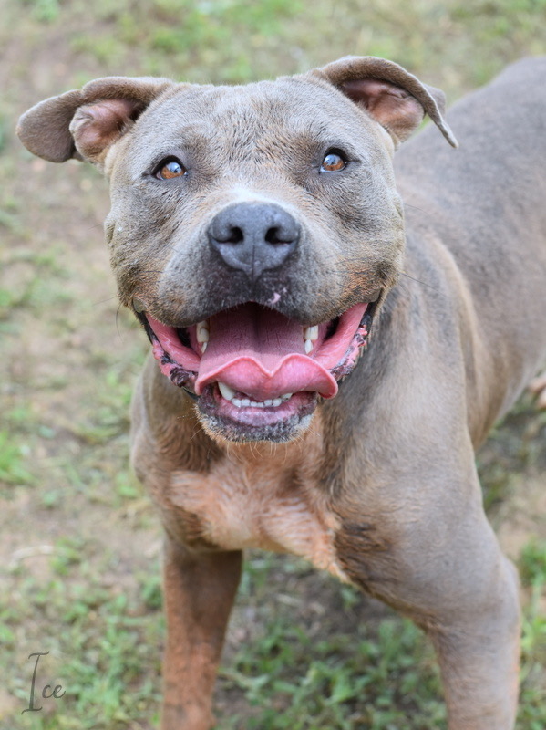 Enlarge ICE, a Adoptable Pit Bull Terrier in Portland, OR image 3/5