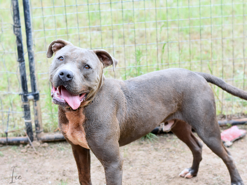 ICE, Adoptable, Adult Male Pit Bull Terrier.
