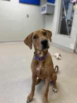 Enlarge Lucy, a Adoptable Mixed Breed in Manitowoc, WI image 1/1
