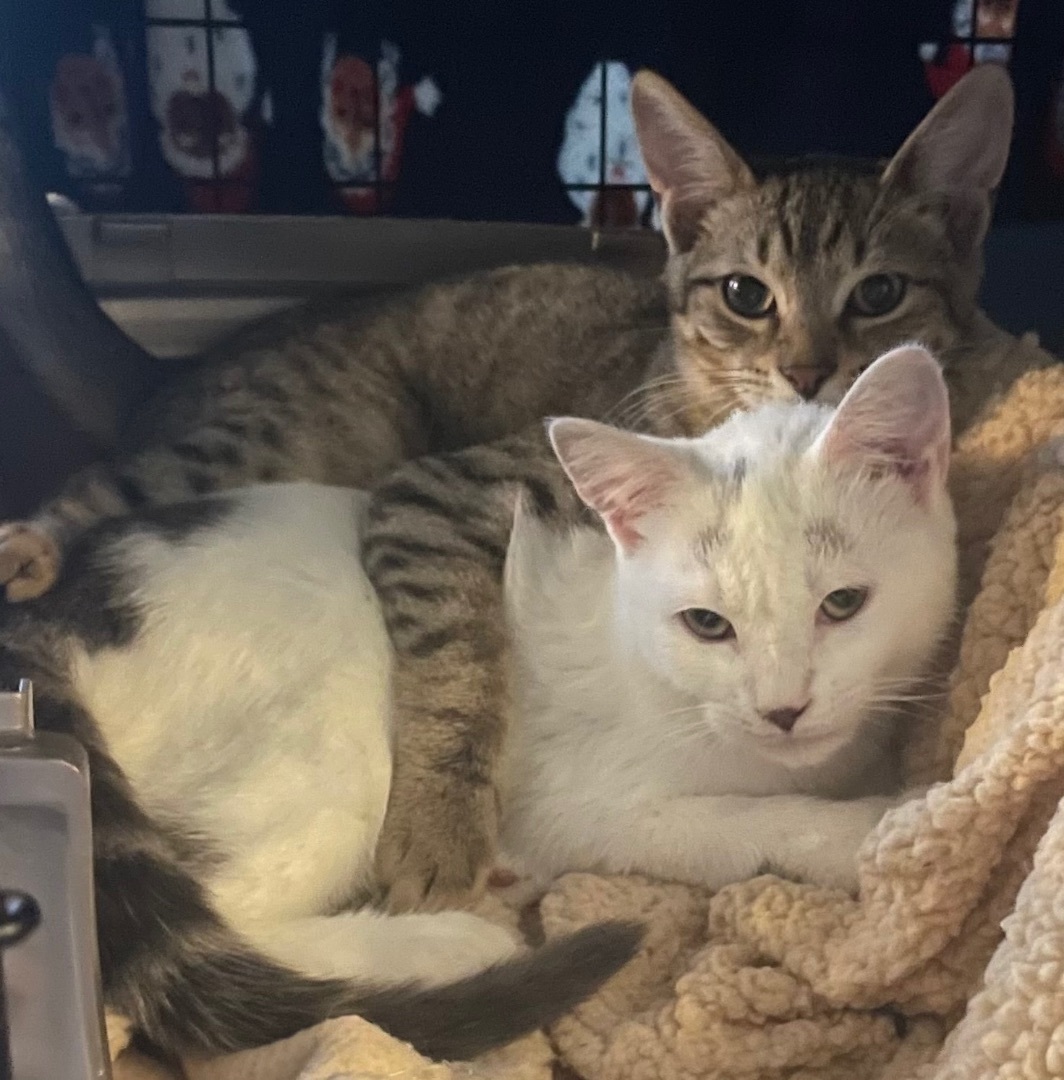 Lilo, Adoptable, Kitten Female Domestic Short Hair.