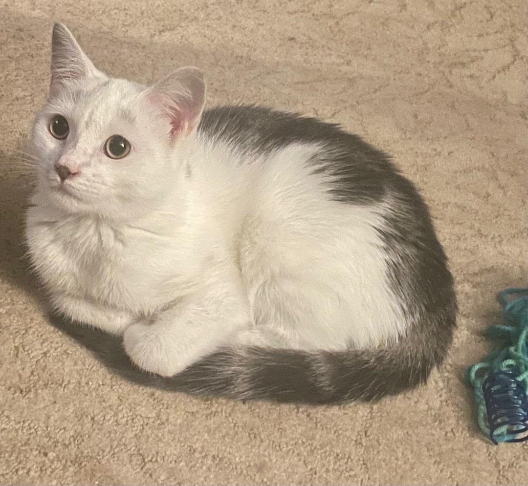 Lilo, a Adoptable Domestic Short Hair in Cranford, NJ image 2/13