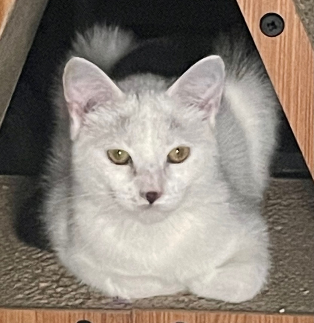 Lilo, a Adoptable Domestic Short Hair in Cranford, NJ image 3/13