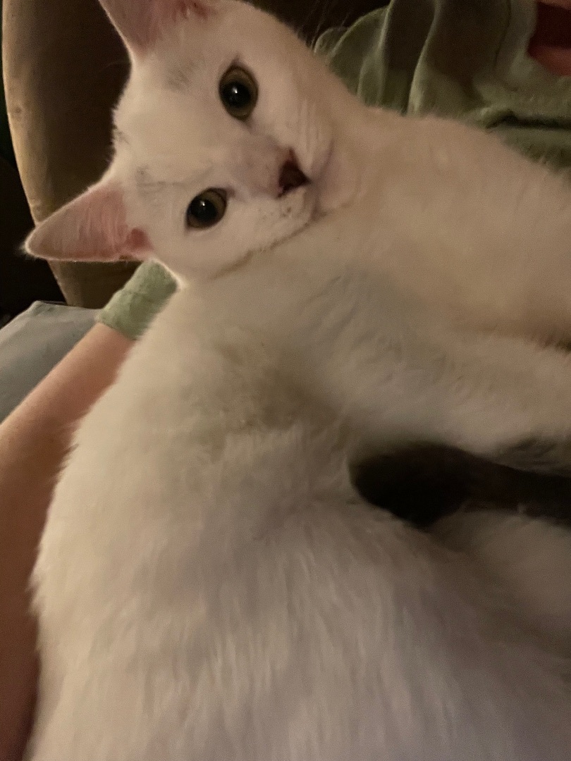 Lilo, a Adoptable Domestic Short Hair in Cranford, NJ image 4/13