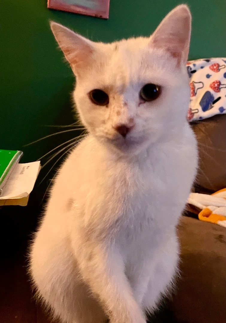 Lilo, a Adoptable Domestic Short Hair in Cranford, NJ image 5/13