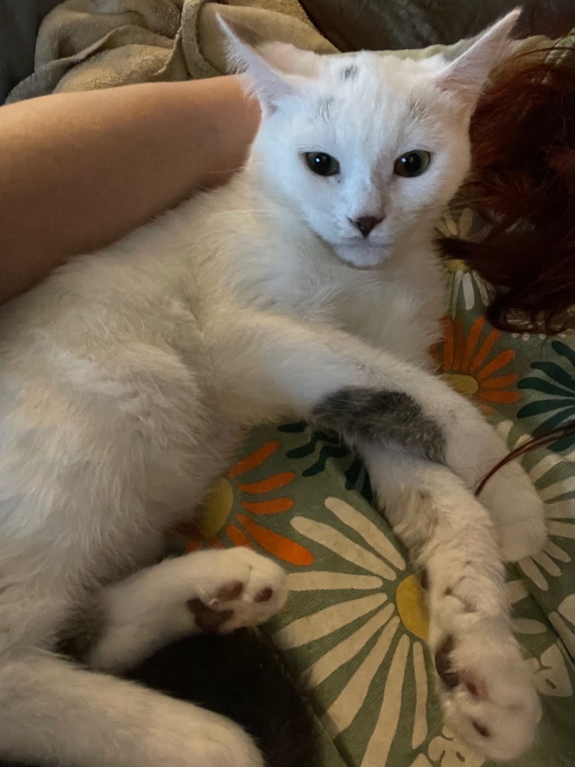 Lilo, a Adoptable Domestic Short Hair in Cranford, NJ image 6/13