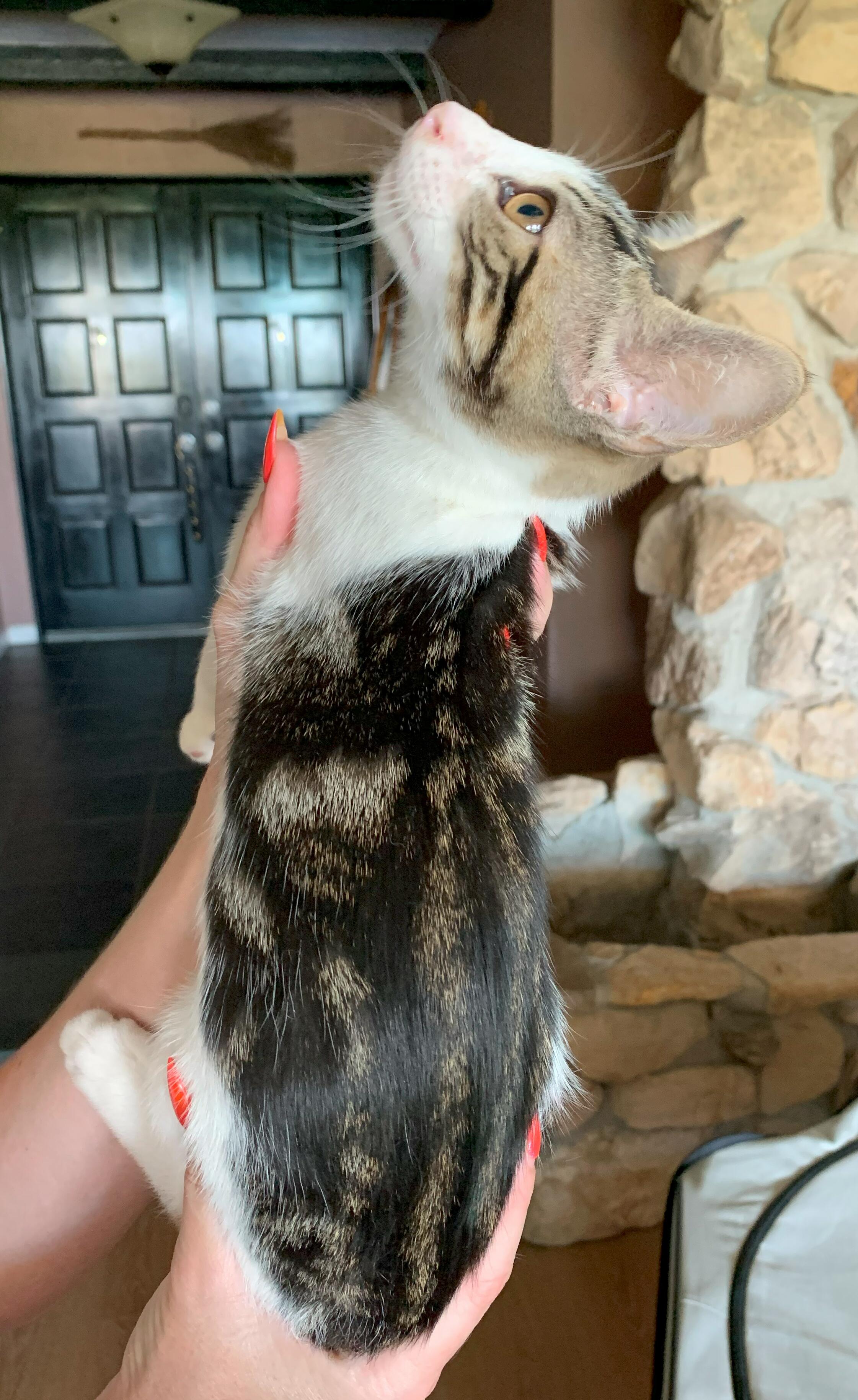 Enlarge Lala, a Adoptable Tabby in Fresno, CA image 3/3