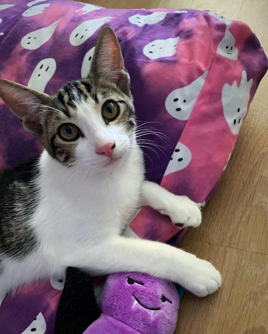 Enlarge Lala, a Adoptable Tabby in Fresno, CA image 1/3