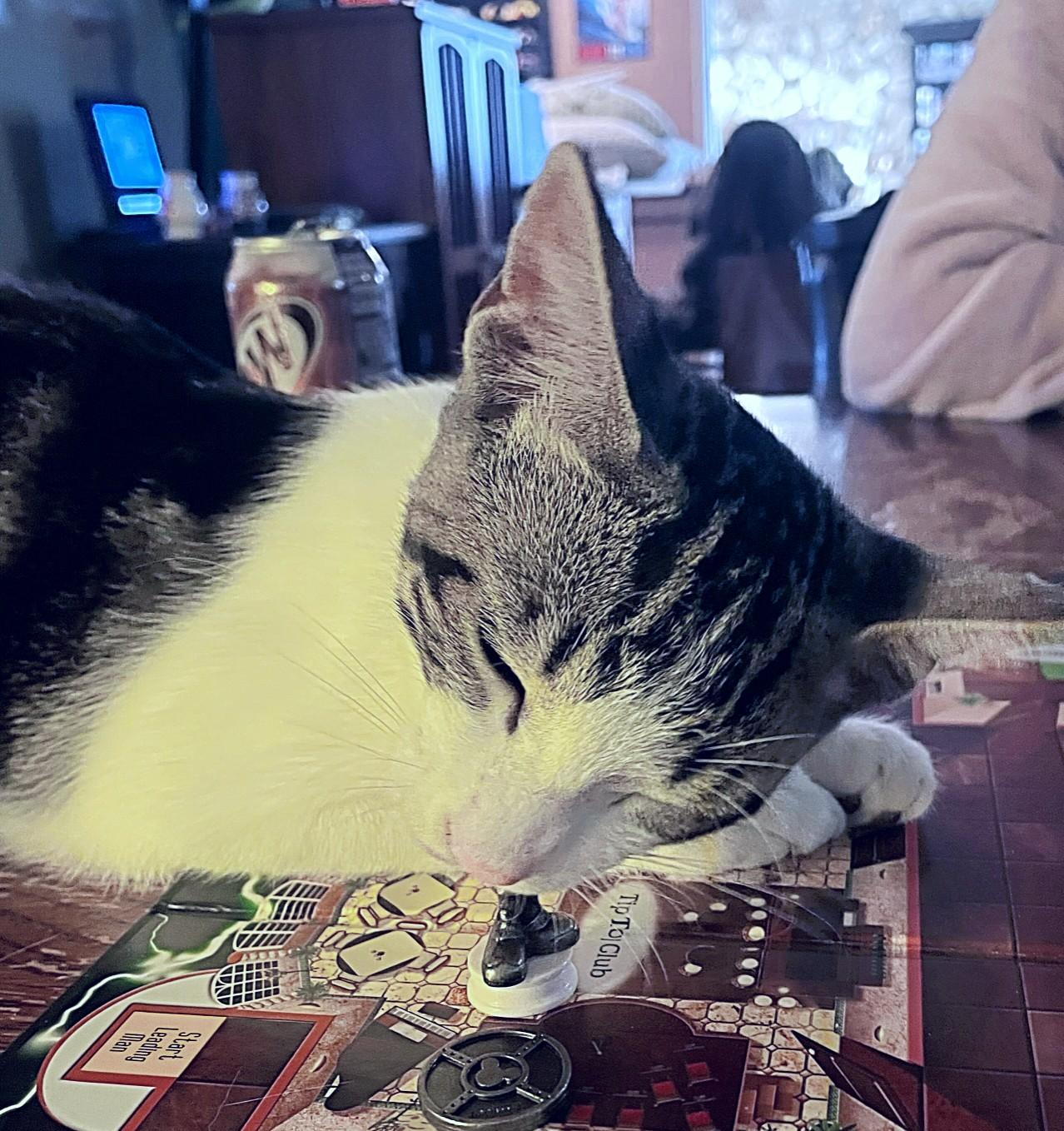 Enlarge Lala, a Adoptable Tabby in Fresno, CA image 2/3