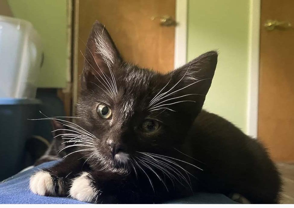 Sally - Riley Fuzzell, Adopted, Kitten Female Domestic Short Hair.