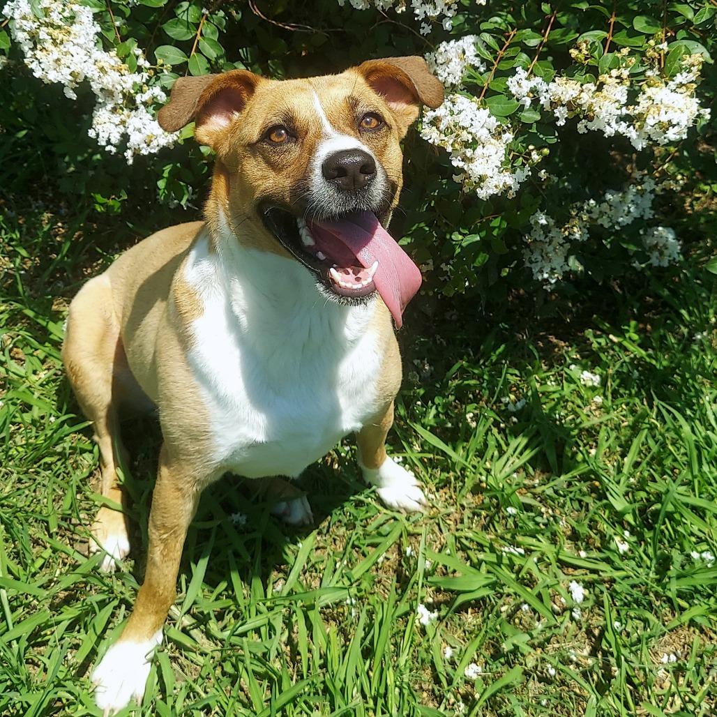 Bella, Adoptable, Adult Female Mixed Breed.