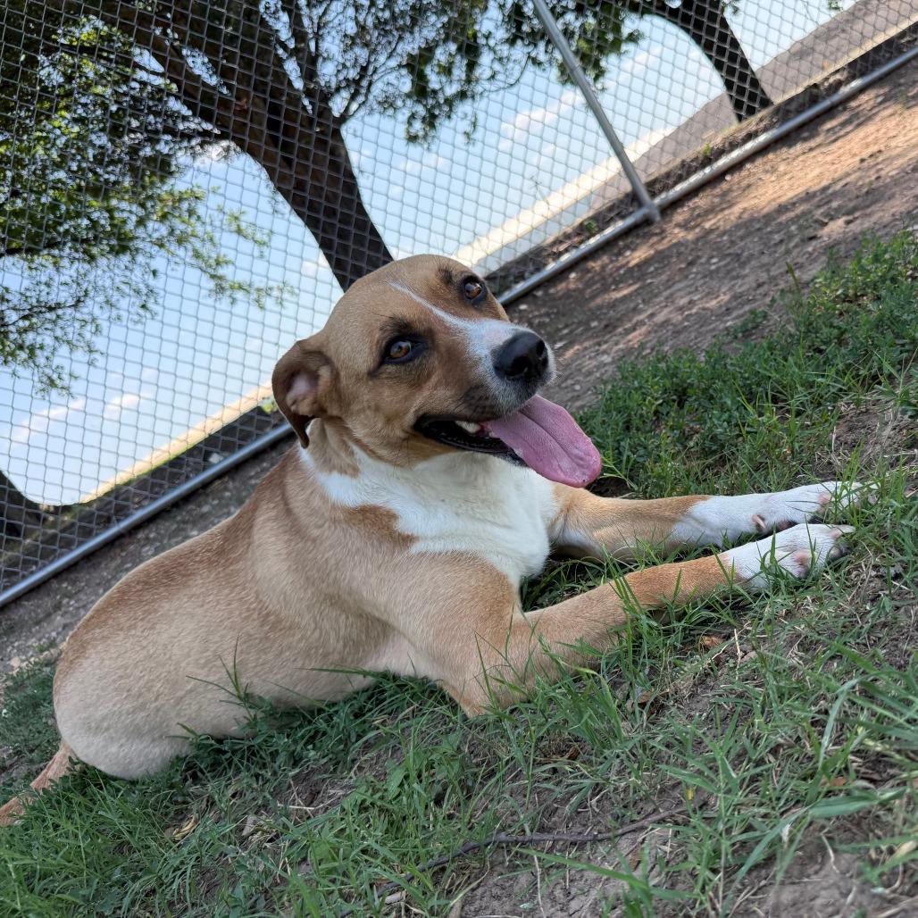 Bella, a Adoptable Mixed Breed in Ponca City, OK image 1/6