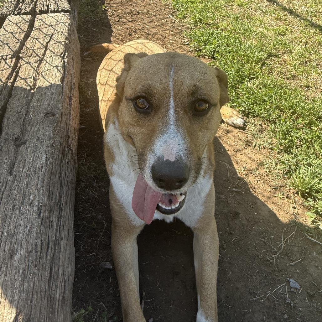 Bella, Adoptable, Adult Female Mixed Breed.