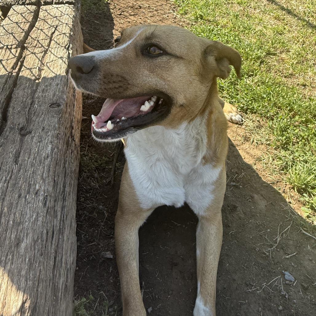 Enlarge Bella, a Adoptable Mixed Breed in Ponca City, OK image 2/6