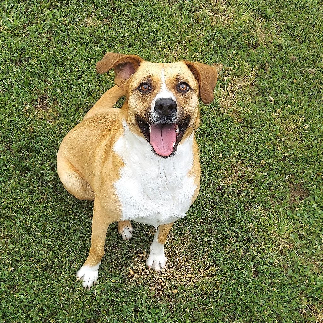 Bella, a Adoptable Mixed Breed in Ponca City, OK image 4/6