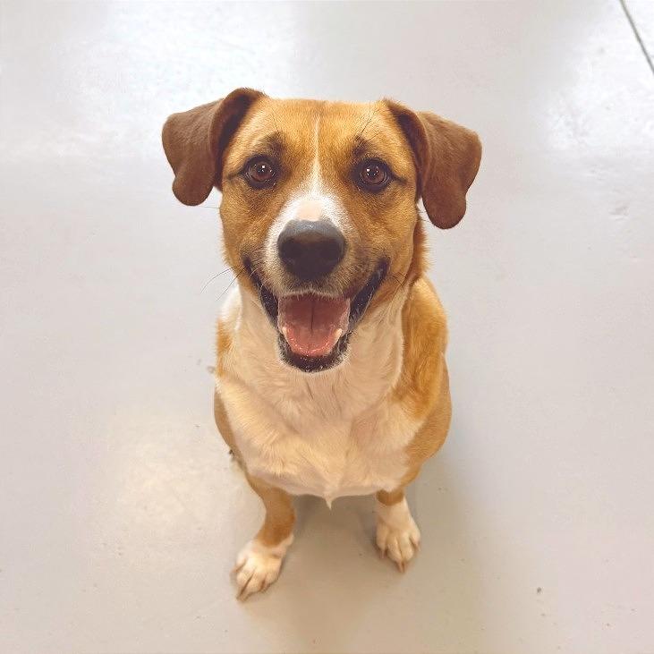 Enlarge Bella, a Adoptable Mixed Breed in Ponca City, OK image 4/6