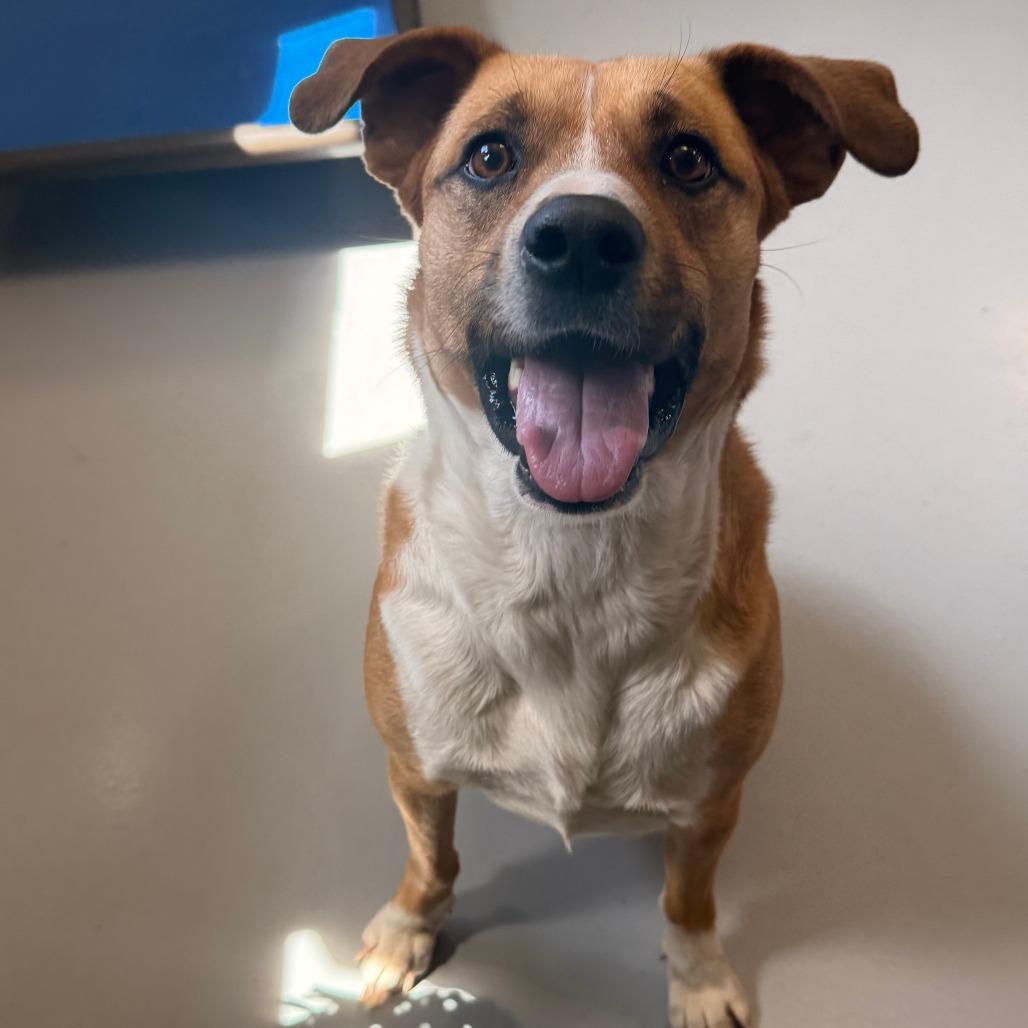 Enlarge Bella, a Adoptable Mixed Breed in Ponca City, OK image 5/6
