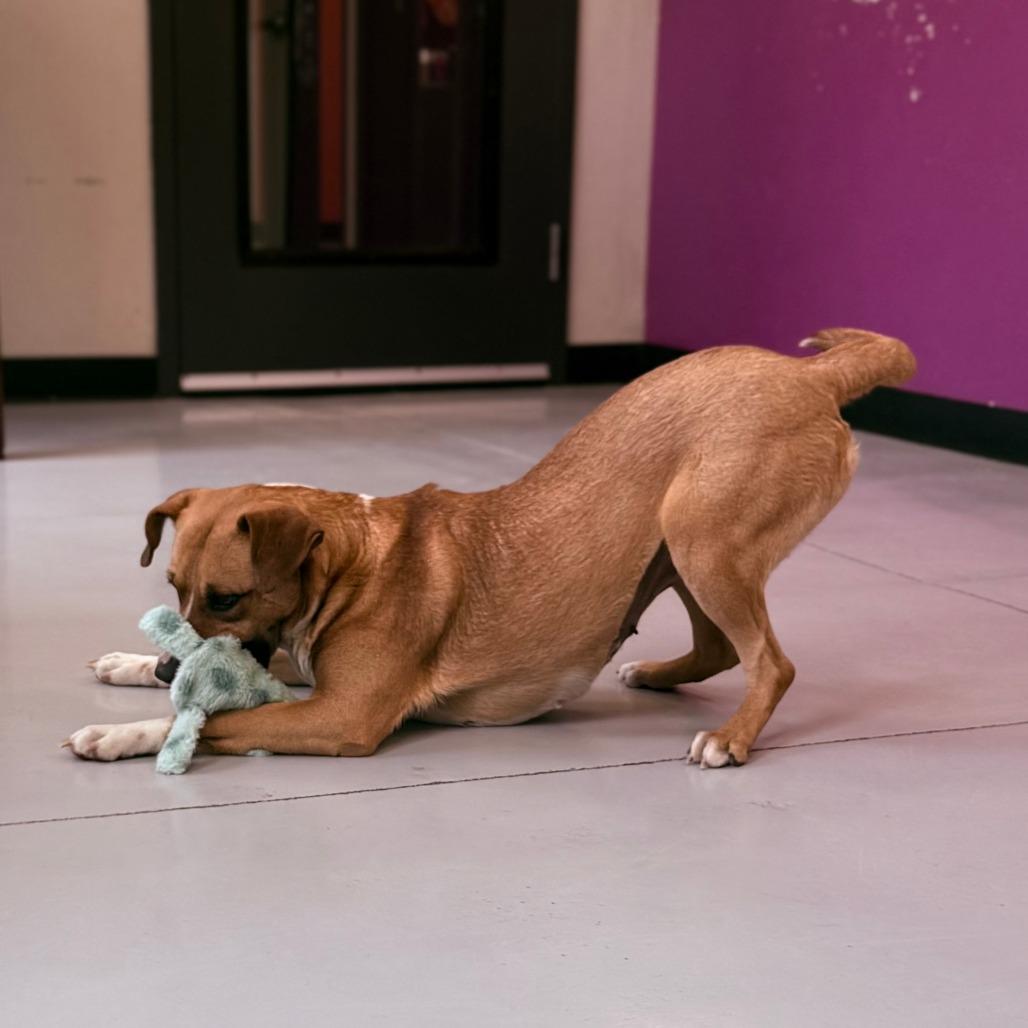 Enlarge Bella, a Adoptable Mixed Breed in Ponca City, OK image 6/6