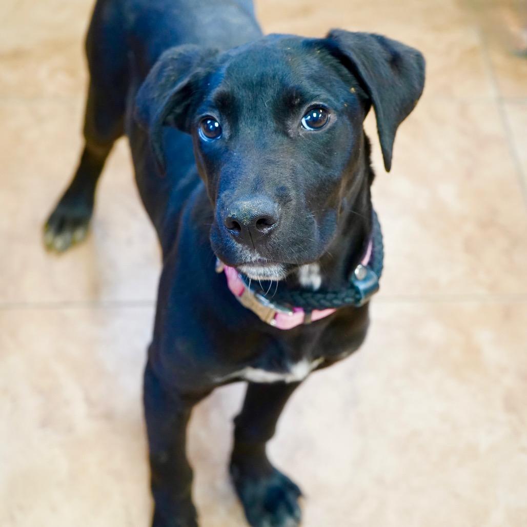 Herbie — thumbnail 2