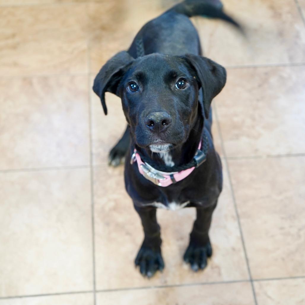 Herbie — thumbnail 3