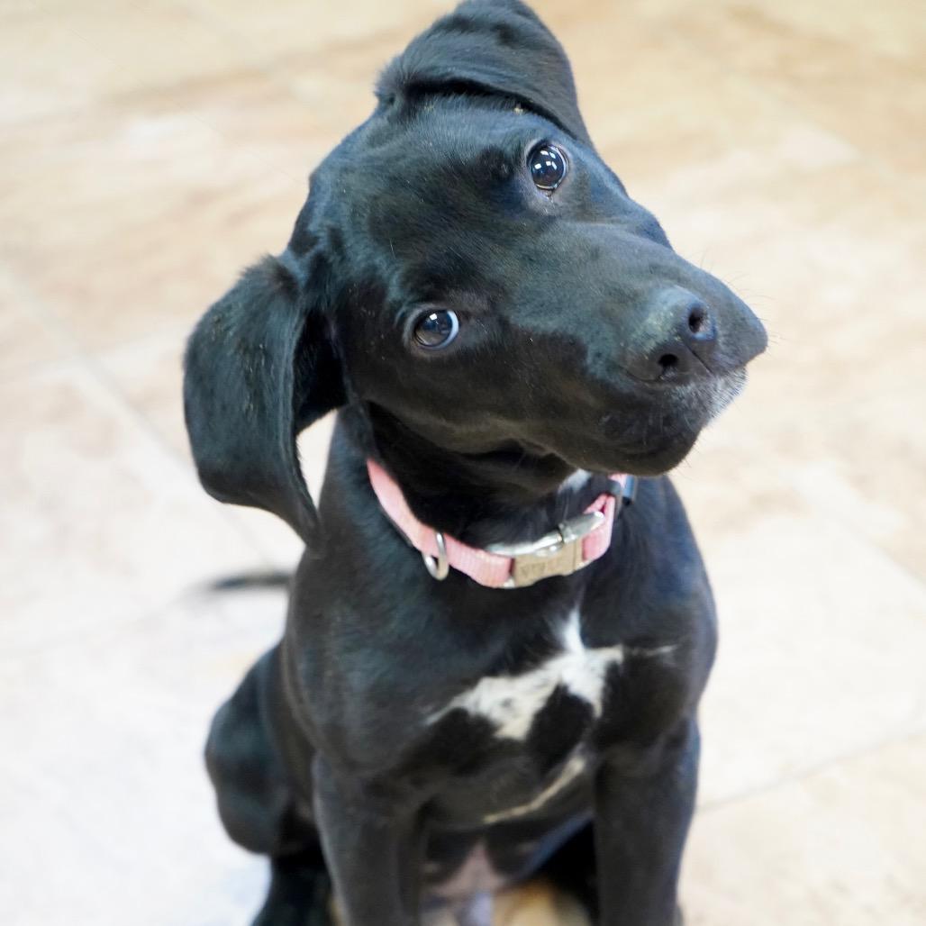 Herbie — thumbnail 4