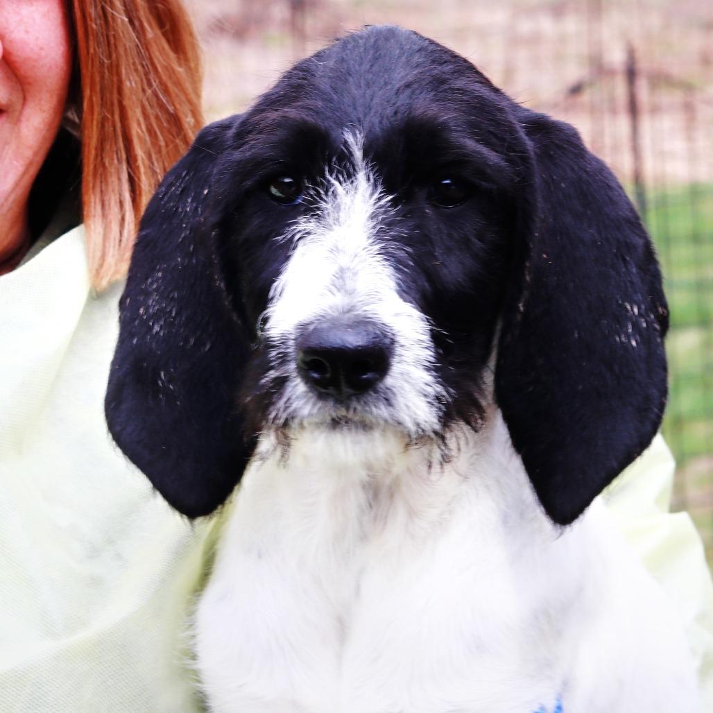 CT Dizzy, Adoptable, Puppy Female Coonhound & Golden Retriever.