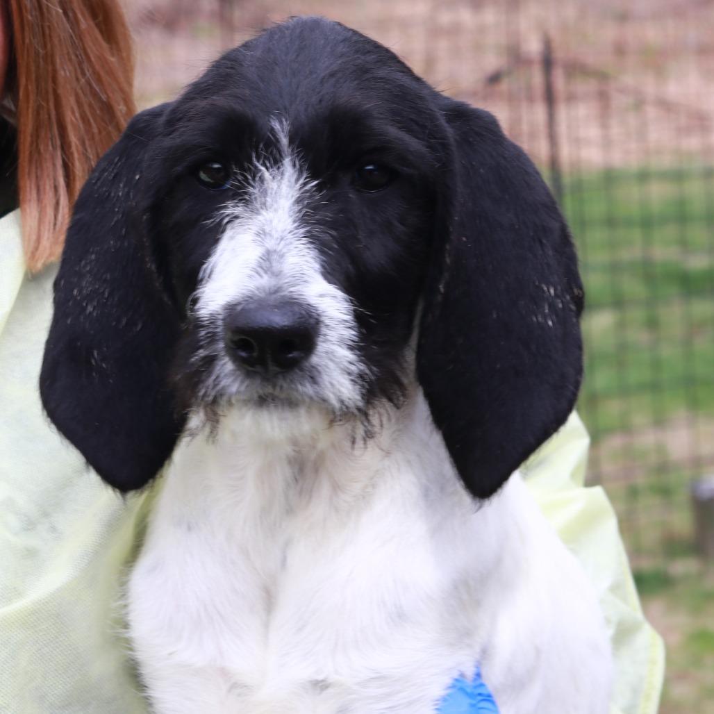 Enlarge CT Dizzy, a Adoptable mixed breed in Eastford, CT image 2/4