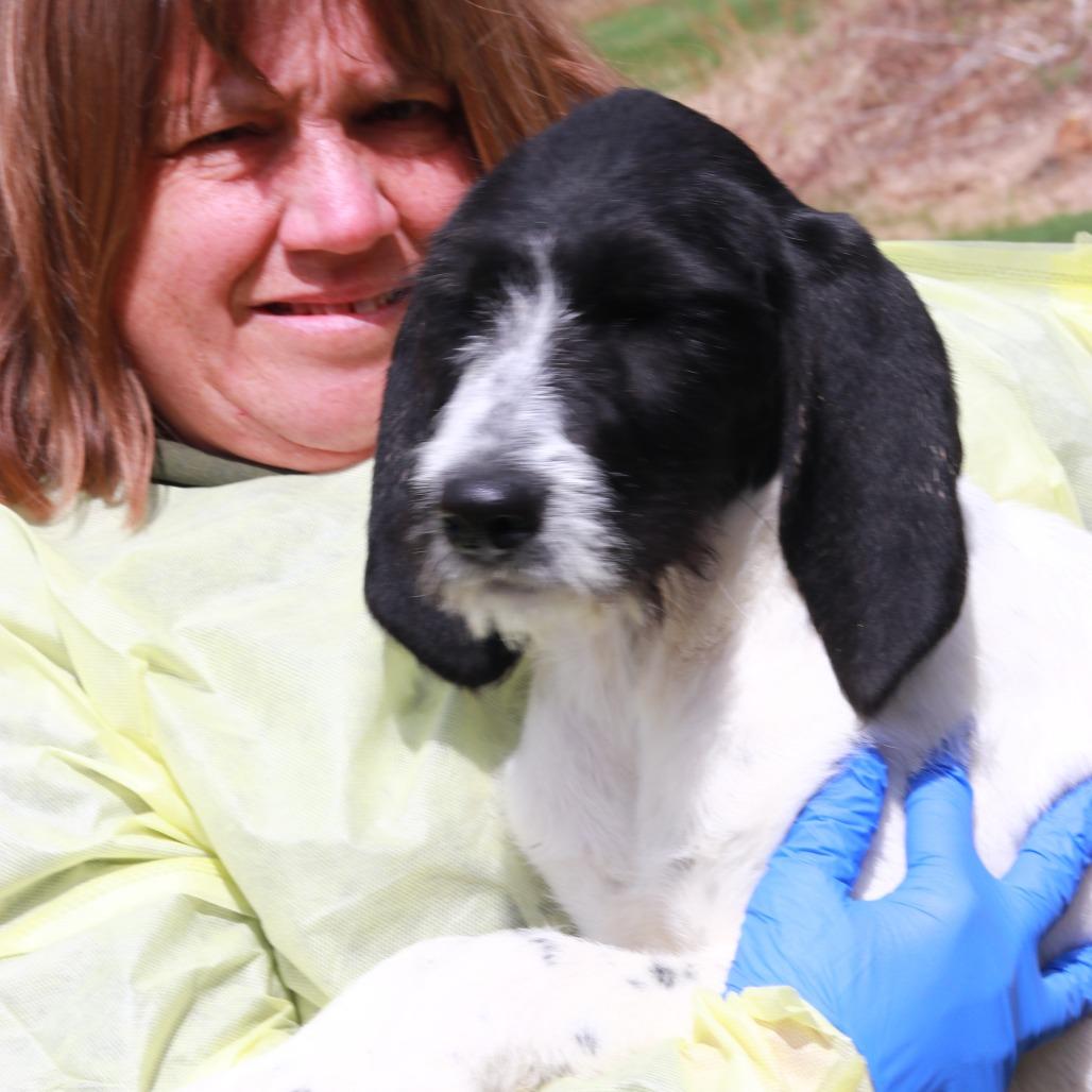 Enlarge CT Dizzy, a Adoptable mixed breed in Eastford, CT image 3/4