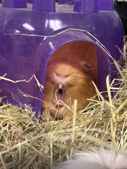 Enlarge Fudgy, a Adoptable Guinea Pig in Lowell, MA image 2/3