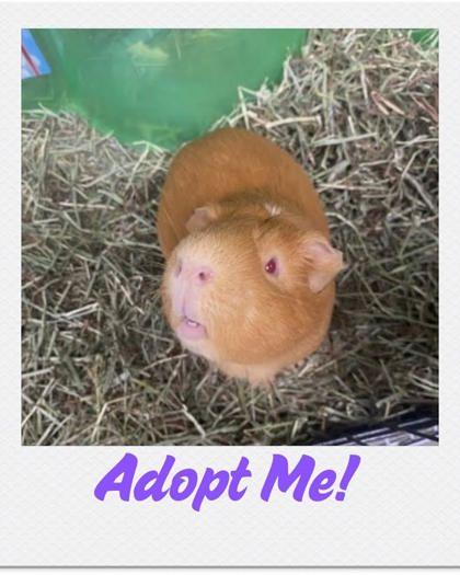 Fudgy, Adoptable, Adult Male Guinea Pig & Guinea Pig.