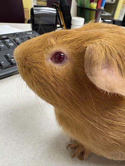 Enlarge Fudgy, a Adoptable Guinea Pig in Lowell, MA image 3/3