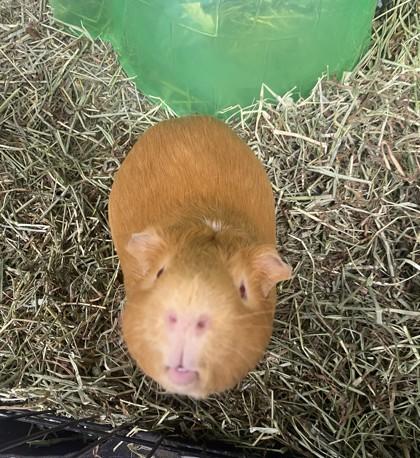 Enlarge Fudgy, a Adoptable Guinea Pig in Lowell, MA image 2/3