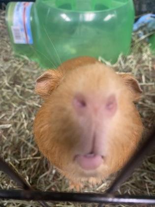 Enlarge Fudgy, a Adoptable Guinea Pig in Lowell, MA image 3/3