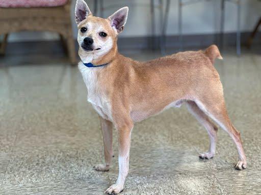 Enlarge Rambo, an adopted mixed breed in Marshall, TX image 1/1
