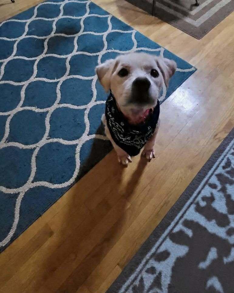 Enlarge Rye (SC), a Adoptable Terrier in New York, NY image 2/3
