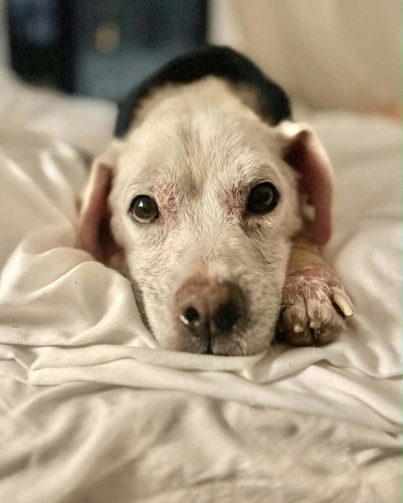 Rye (SC), Adoptable, Senior Male Terrier.