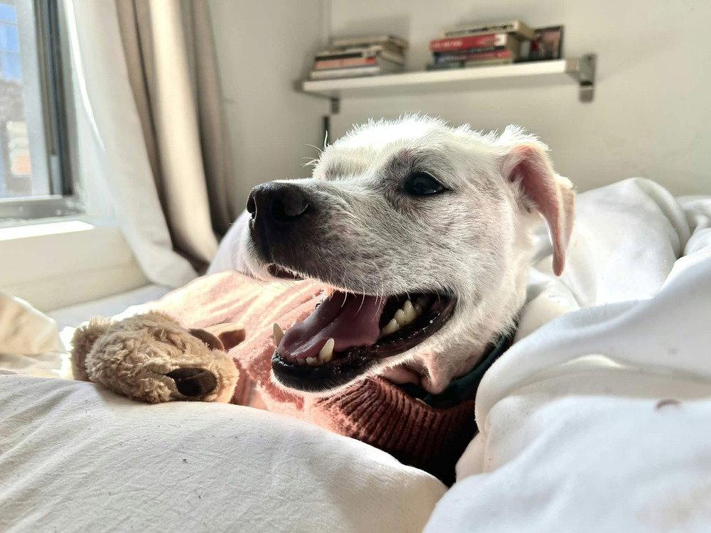 Enlarge Rye (SC), a Adoptable Terrier in New York, NY image 2/3