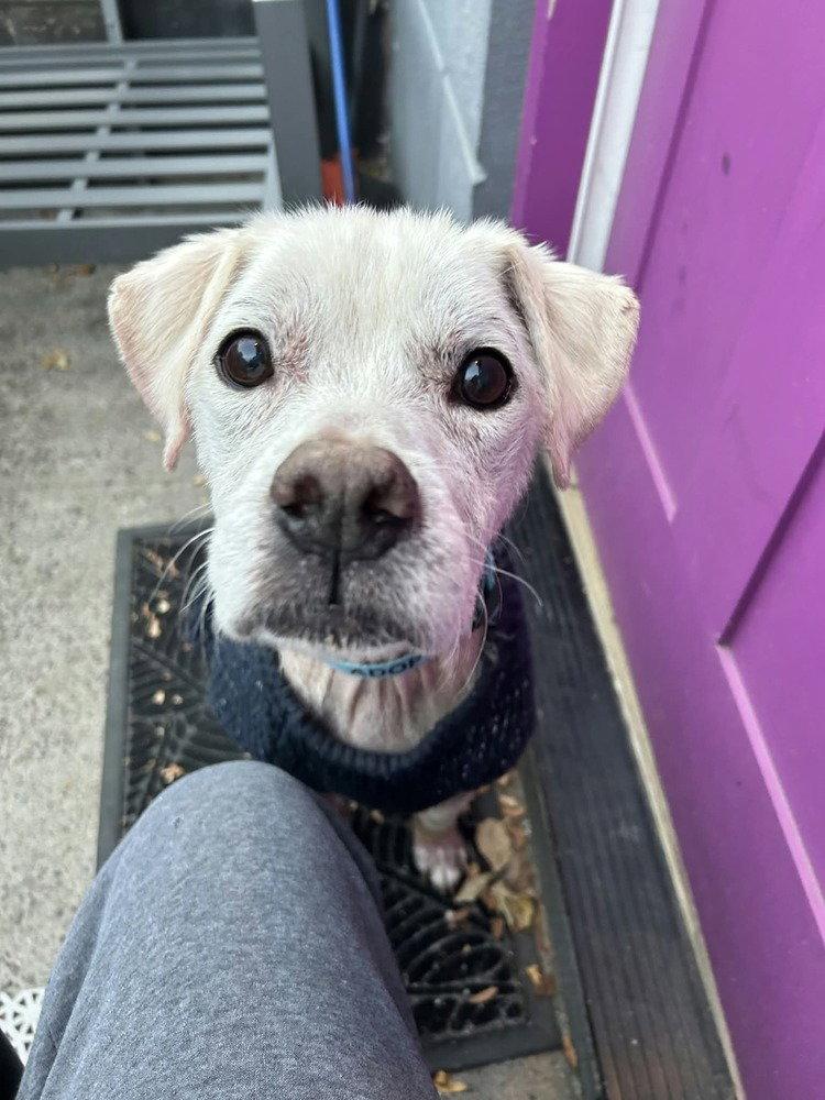 Enlarge Rye (SC), a Adoptable Terrier in New York, NY image 3/3