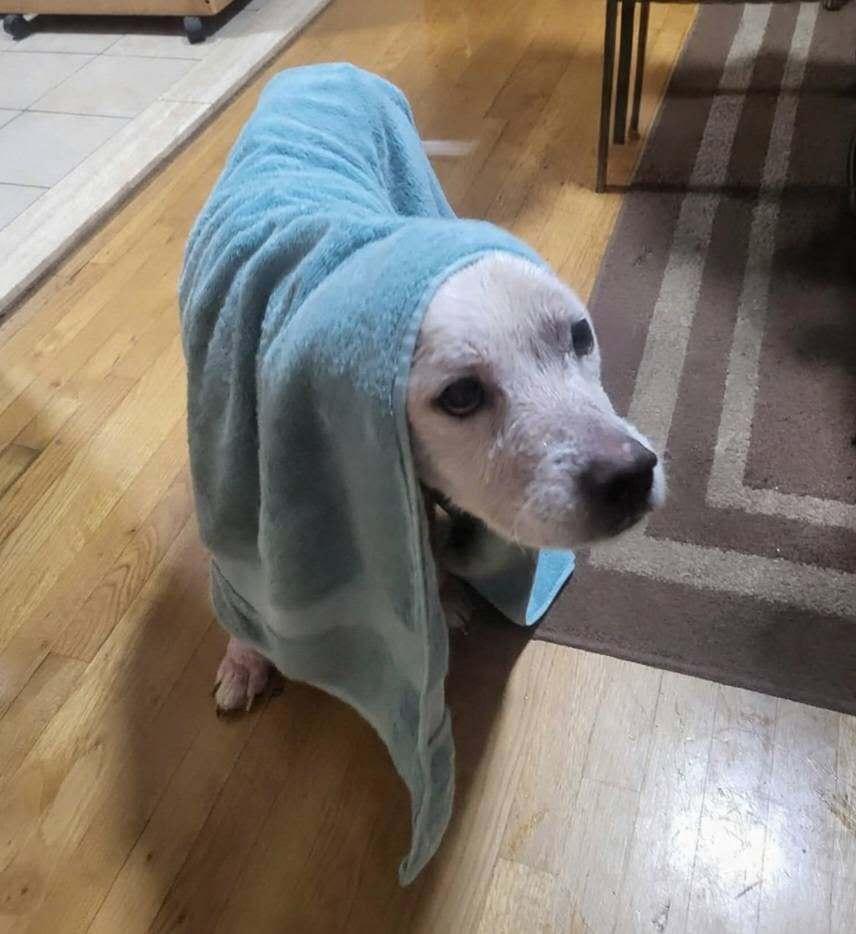 Enlarge Rye (SC), a Adoptable Terrier in New York, NY image 3/3