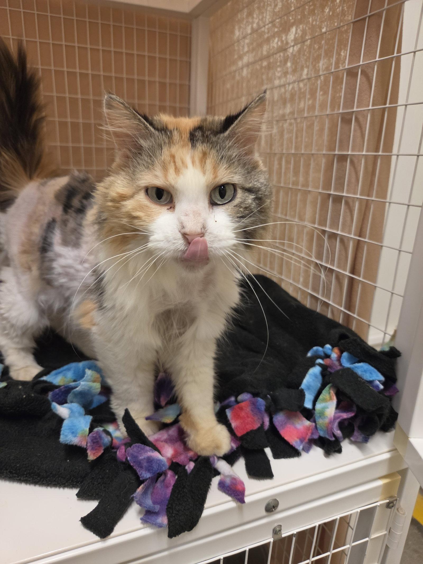 Nora (Medical Hold), Adoptable, Adult Female Domestic Long Hair & Calico.