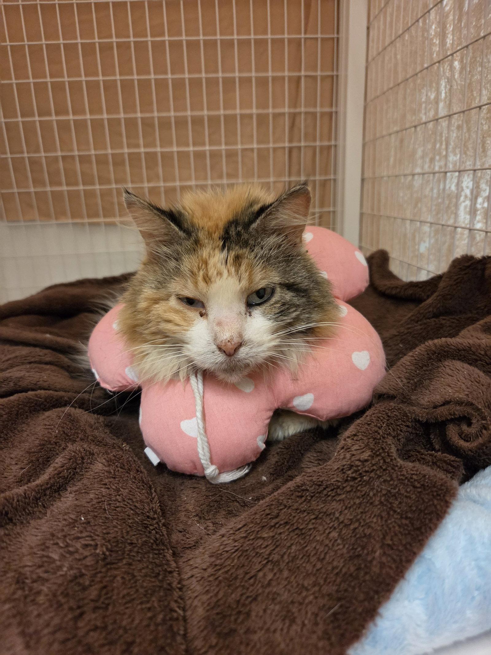 Enlarge Nora (Medical Hold), a Adoptable mixed breed in Williamsburg, IA image 2/3