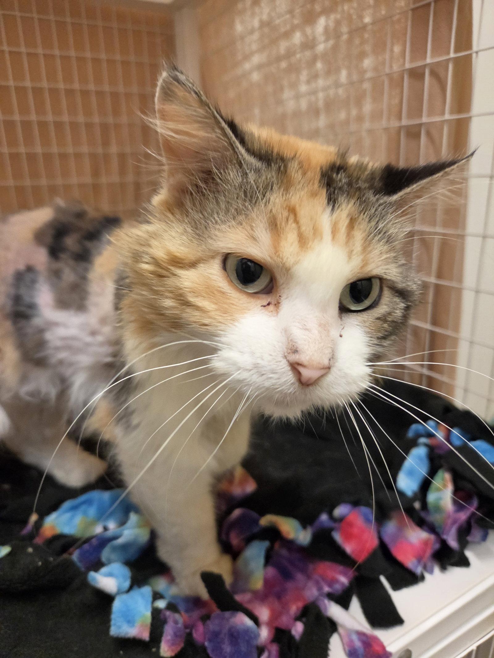 Enlarge Nora (Medical Hold), a Adoptable mixed breed in Williamsburg, IA image 3/3