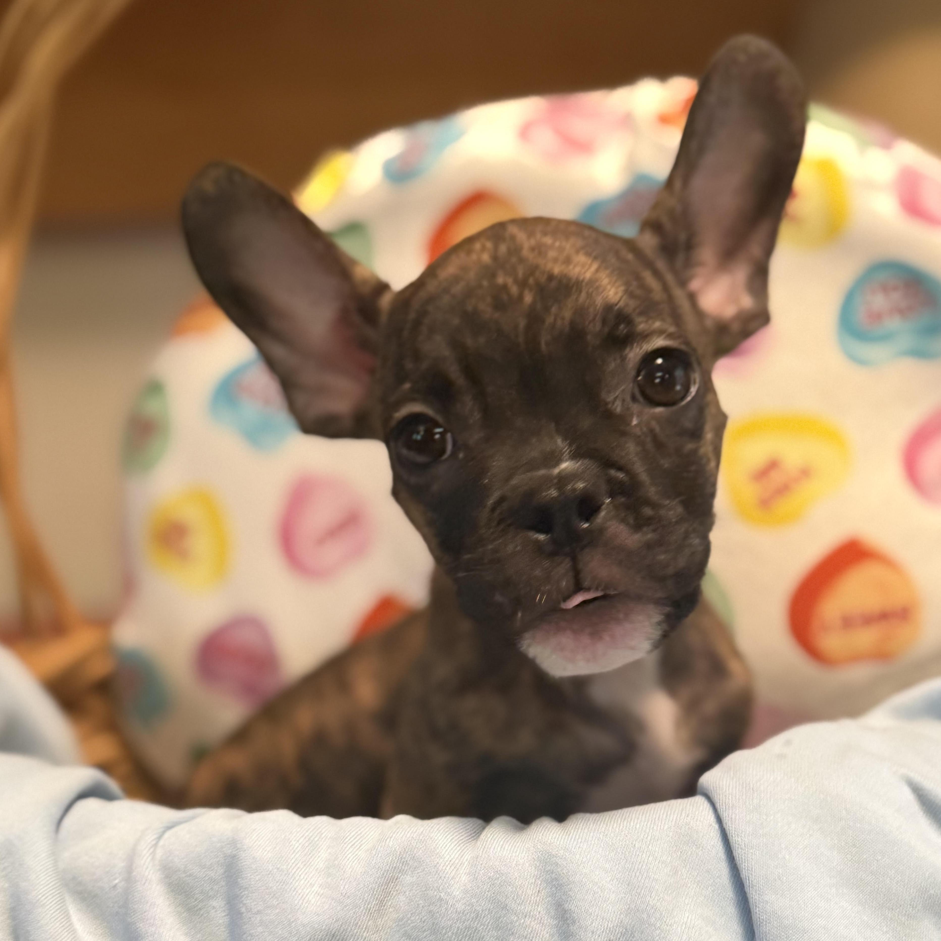 Enlarge Coolige, a ADOPTABLE mixed breed in Cumming, GA image 1/1