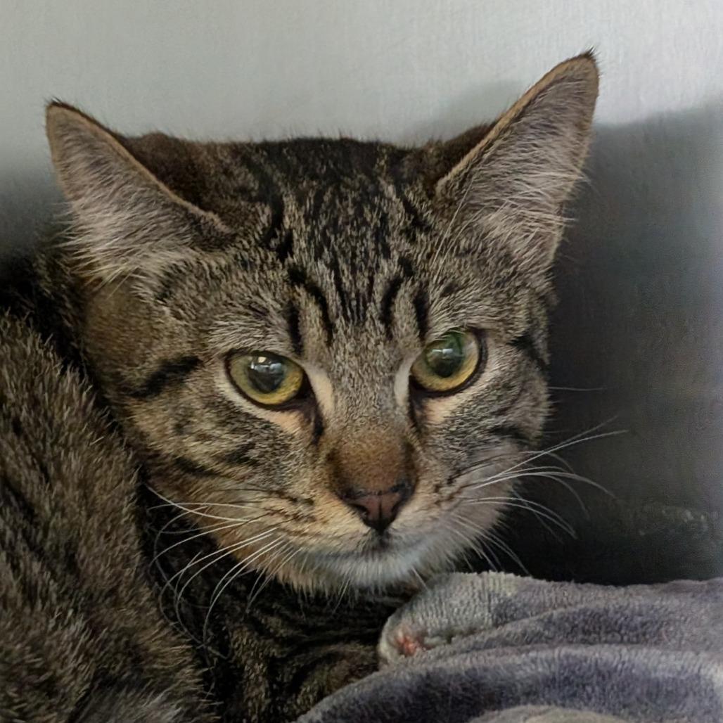 July, Adoptable, Young Female Domestic Short Hair.