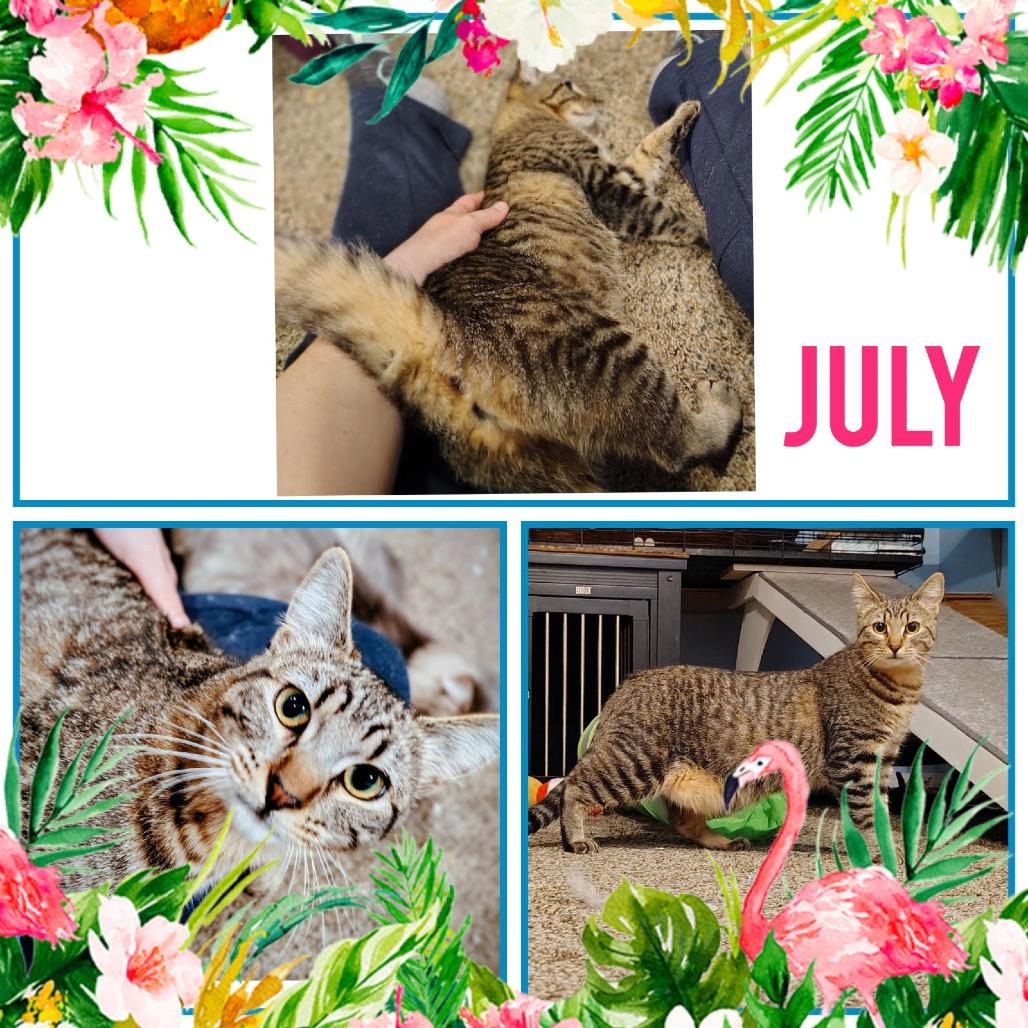 Enlarge July, a Adoptable Domestic Short Hair in Spokane, WA image 2/3