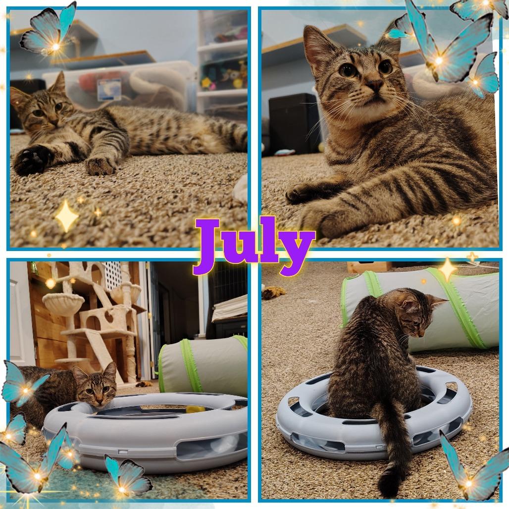 Enlarge July, a Adoptable Domestic Short Hair in Spokane, WA image 3/3