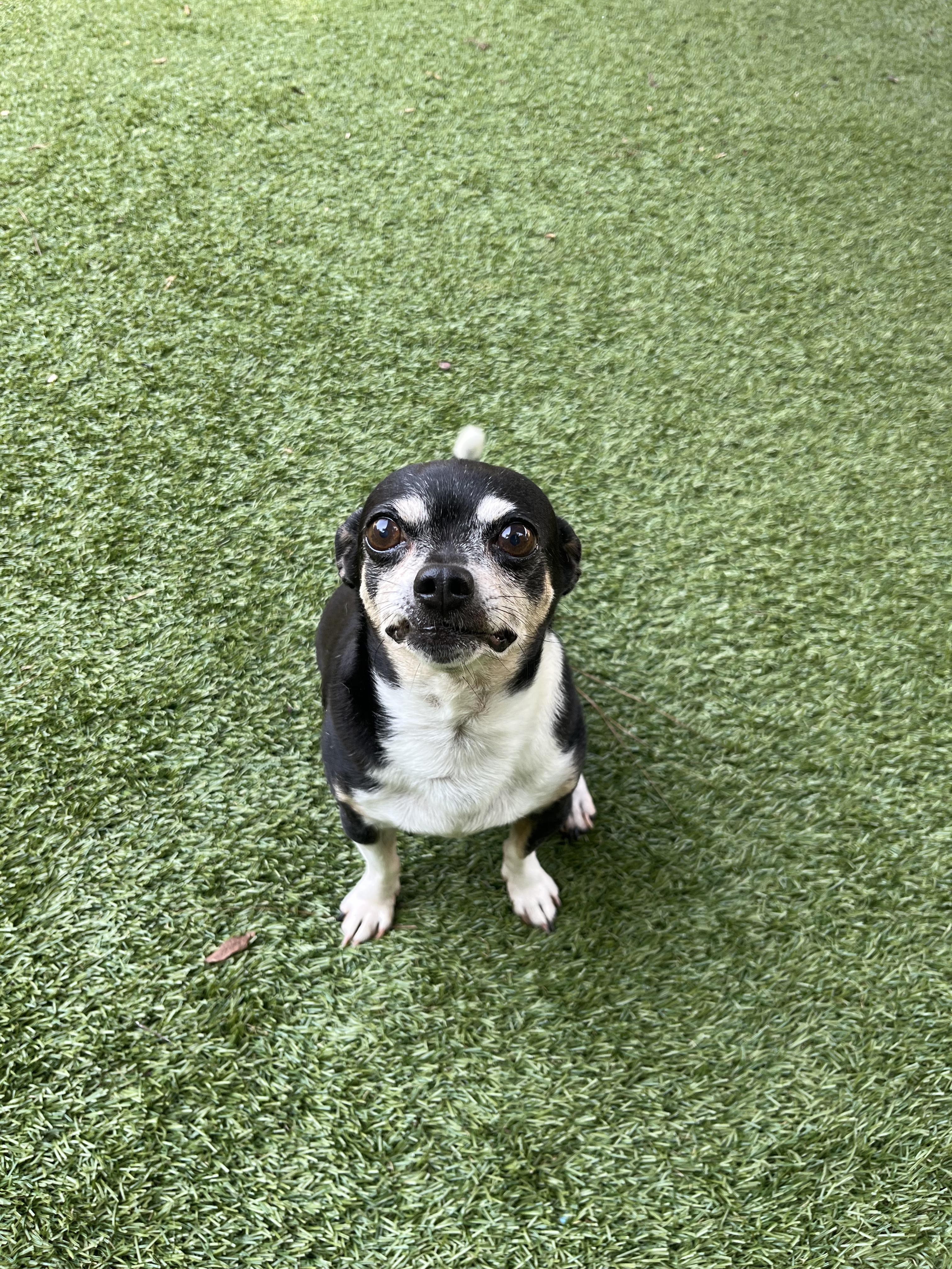 Enlarge Sparky, a Adoptable Chihuahua in Salisbury, NC image 3/6