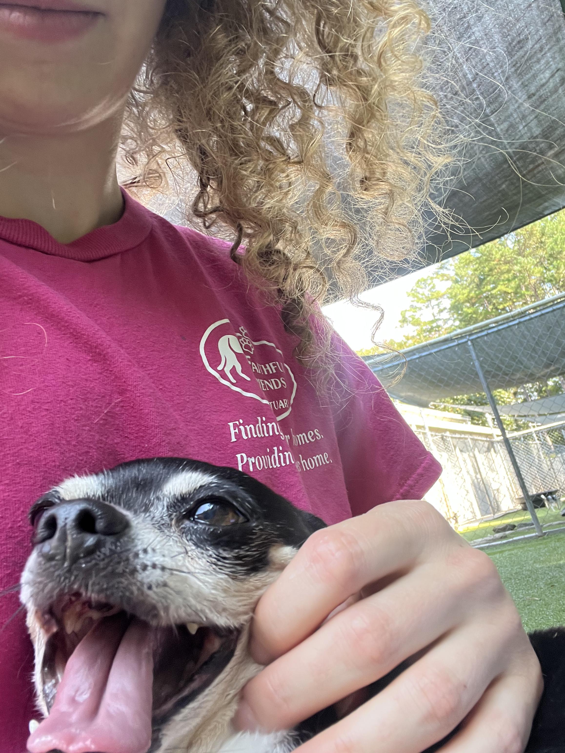 Enlarge Sparky, a Adoptable Chihuahua in Salisbury, NC image 5/6