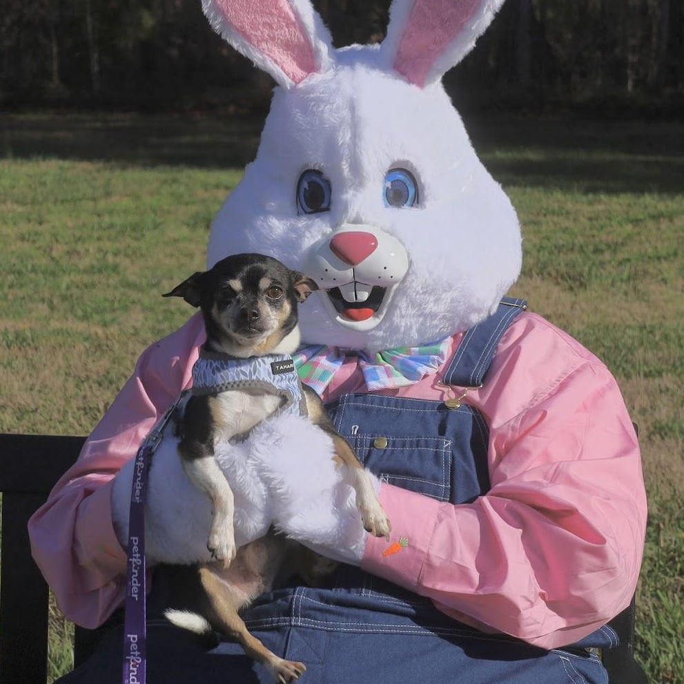 Enlarge Sparky, a Adoptable Chihuahua in Salisbury, NC image 1/6