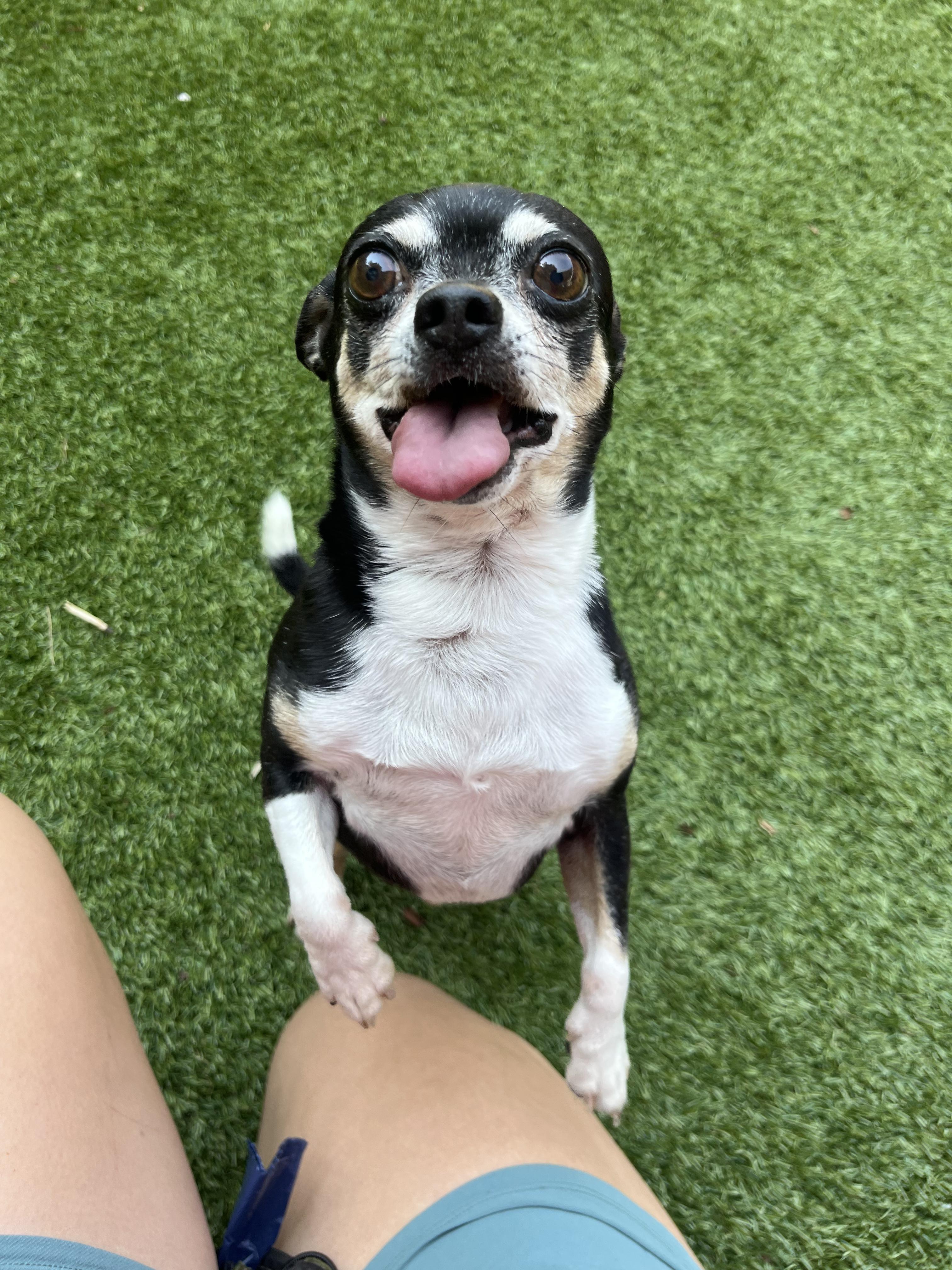 Enlarge Sparky, a Adoptable Chihuahua in Salisbury, NC image 2/6