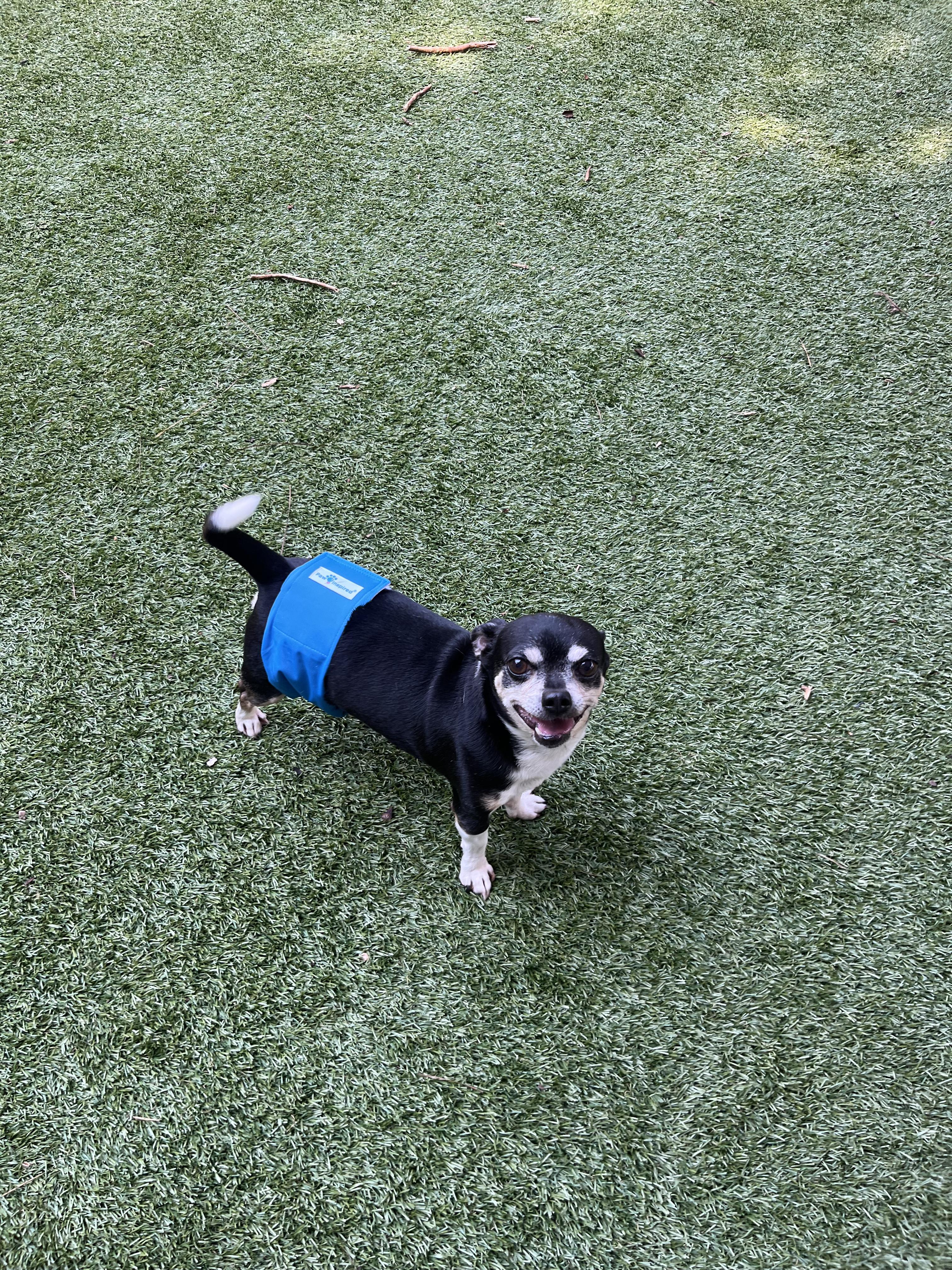Enlarge Sparky, a Adoptable Chihuahua in Salisbury, NC image 6/6